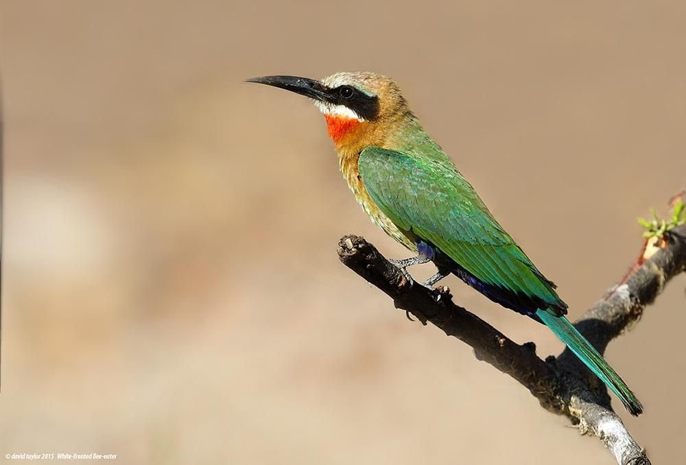 White-fronted Bee-eater in Tanzania